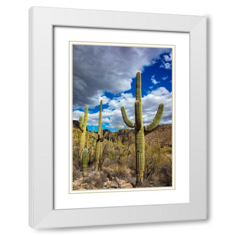 Saguaro Cactus in the Santa Catalina Mountains in Coronado National Forest in Tucson-Arizona-USA White Modern Wood Framed Art Print with Double Matting by Haney, Chuck