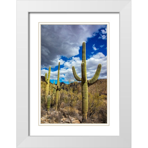 Saguaro Cactus in the Santa Catalina Mountains in Coronado National Forest in Tucson-Arizona-USA White Modern Wood Framed Art Print with Double Matting by Haney, Chuck