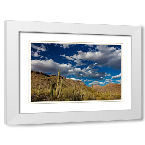 Saguaro Cactus in the Santa Catalina Mountains in Coronado National Forest in Tucson-Arizona-USA White Modern Wood Framed Art Print with Double Matting by Haney, Chuck