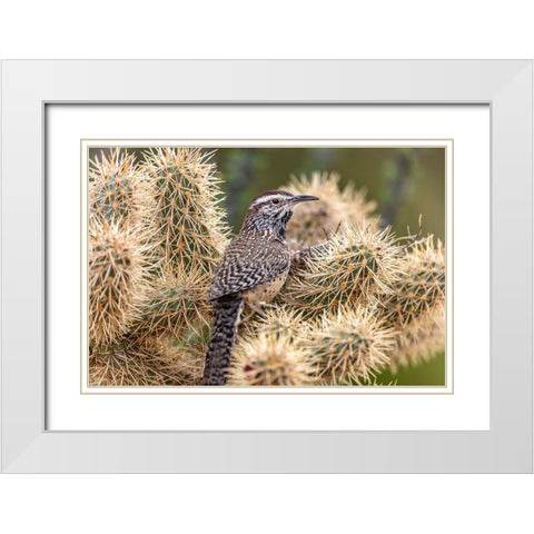 Cactus Wren nest building in teddy bear cholla at the Arizona Sonoran Desert Museum in Tucson-Arizo White Modern Wood Framed Art Print with Double Matting by Haney, Chuck