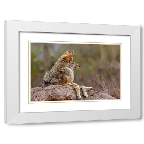 Coyote at the Arizona Sonoran Desert Museum in Tucson-Arizona-USA White Modern Wood Framed Art Print with Double Matting by Haney, Chuck