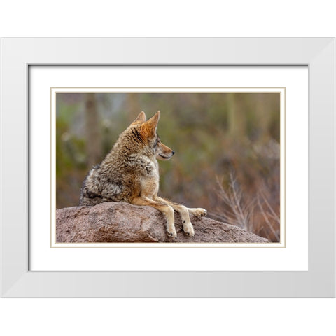 Coyote at the Arizona Sonoran Desert Museum in Tucson-Arizona-USA White Modern Wood Framed Art Print with Double Matting by Haney, Chuck