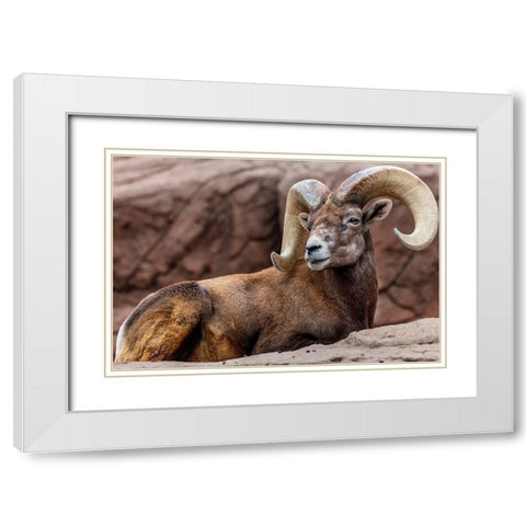 Desert Bighorn Sheep Ram at the Arizona Sonoran Desert Museum in Tucson-Arizona-USA White Modern Wood Framed Art Print with Double Matting by Haney, Chuck