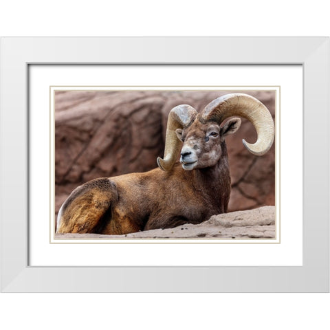 Desert Bighorn Sheep Ram at the Arizona Sonoran Desert Museum in Tucson-Arizona-USA White Modern Wood Framed Art Print with Double Matting by Haney, Chuck