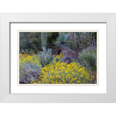 Spring floral desert gardens at the Arizona Sonoran Desert Museum in Tucson-Arizona-USA White Modern Wood Framed Art Print with Double Matting by Haney, Chuck