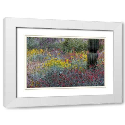 Spring floral desert gardens at the Arizona Sonoran Desert Museum in Tucson-Arizona-USA White Modern Wood Framed Art Print with Double Matting by Haney, Chuck