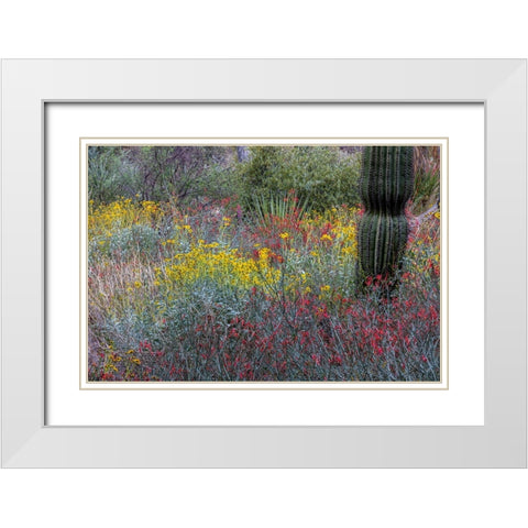 Spring floral desert gardens at the Arizona Sonoran Desert Museum in Tucson-Arizona-USA White Modern Wood Framed Art Print with Double Matting by Haney, Chuck