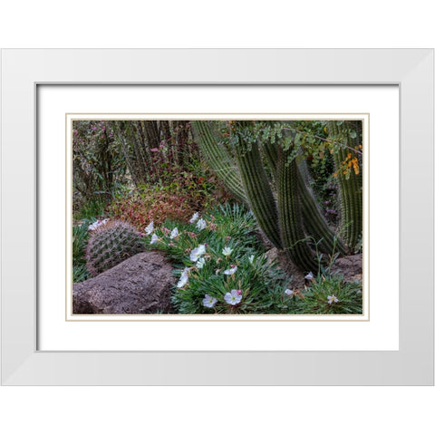 Spring floral desert gardens at the Arizona Sonoran Desert Museum in Tucson-Arizona-USA White Modern Wood Framed Art Print with Double Matting by Haney, Chuck