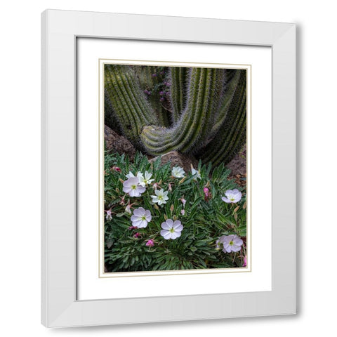 Spring floral desert gardens at the Arizona Sonoran Desert Museum in Tucson-Arizona-USA White Modern Wood Framed Art Print with Double Matting by Haney, Chuck
