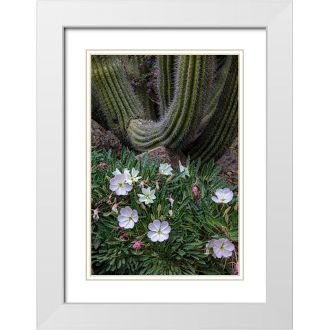 Spring floral desert gardens at the Arizona Sonoran Desert Museum in Tucson-Arizona-USA White Modern Wood Framed Art Print with Double Matting by Haney, Chuck