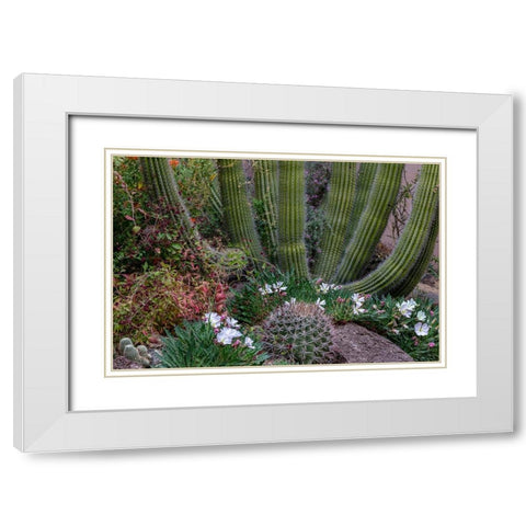 Spring floral desert gardens at the Arizona Sonoran Desert Museum in Tucson-Arizona-USA White Modern Wood Framed Art Print with Double Matting by Haney, Chuck