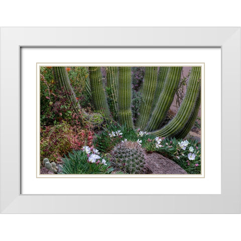 Spring floral desert gardens at the Arizona Sonoran Desert Museum in Tucson-Arizona-USA White Modern Wood Framed Art Print with Double Matting by Haney, Chuck