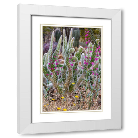 Wooly Jacket Prickly Pear Cactus and Penstemon at the Arizona Sonoran Desert Museum in Tucson-Arizo White Modern Wood Framed Art Print with Double Matting by Haney, Chuck