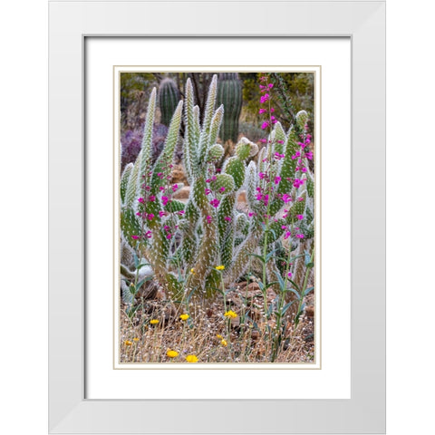 Wooly Jacket Prickly Pear Cactus and Penstemon at the Arizona Sonoran Desert Museum in Tucson-Arizo White Modern Wood Framed Art Print with Double Matting by Haney, Chuck