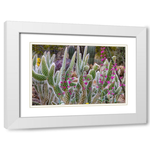 Wooly Jacket Prickly Pear Cactus and Penstemon at the Arizona Sonoran Desert Museum in Tucson-Arizo White Modern Wood Framed Art Print with Double Matting by Haney, Chuck