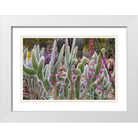 Wooly Jacket Prickly Pear Cactus and Penstemon at the Arizona Sonoran Desert Museum in Tucson-Arizo White Modern Wood Framed Art Print with Double Matting by Haney, Chuck