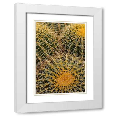 Golden Barrel Cactus at the Arizona Sonoran Desert Museum in Tucson-Arizona-USA White Modern Wood Framed Art Print with Double Matting by Haney, Chuck