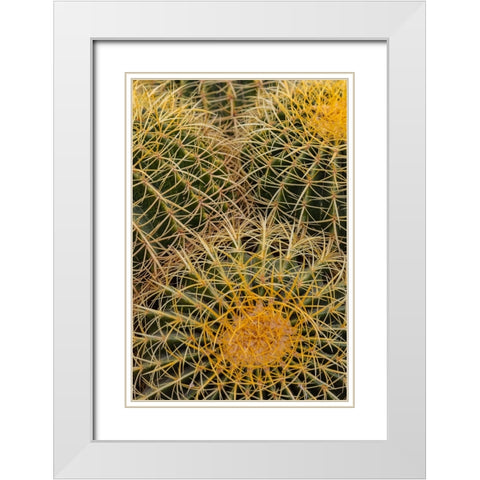Golden Barrel Cactus at the Arizona Sonoran Desert Museum in Tucson-Arizona-USA White Modern Wood Framed Art Print with Double Matting by Haney, Chuck