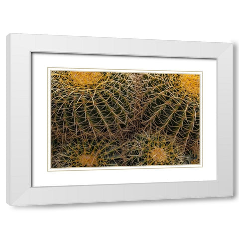 Golden Barrel Cactus at the Arizona Sonoran Desert Museum in Tucson-Arizona-USA White Modern Wood Framed Art Print with Double Matting by Haney, Chuck