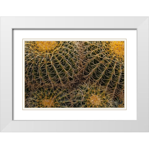 Golden Barrel Cactus at the Arizona Sonoran Desert Museum in Tucson-Arizona-USA White Modern Wood Framed Art Print with Double Matting by Haney, Chuck