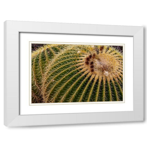 Golden Barrel Cactus at the Arizona Sonoran Desert Museum in Tucson-Arizona-USA White Modern Wood Framed Art Print with Double Matting by Haney, Chuck