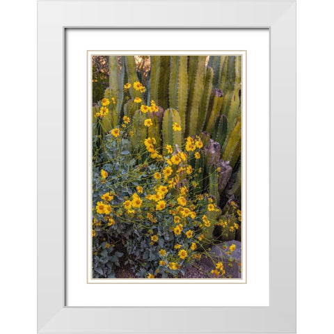 Brittlebush wildflower and Organ Pipe Cactus-Desert Botanical Gardens-Phoenix-Arizona-USA White Modern Wood Framed Art Print with Double Matting by Garber, Howie