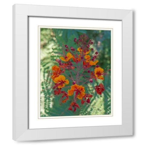 Orange and red circular flower-Red Bird of Paradise-Desert Botanical Gardens-Phoenix-Arizona White Modern Wood Framed Art Print with Double Matting by Garber, Howie