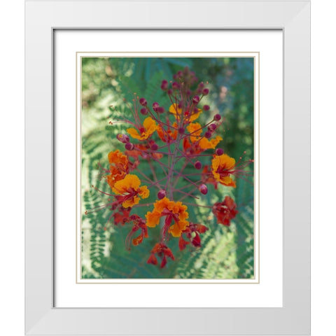 Orange and red circular flower-Red Bird of Paradise-Desert Botanical Gardens-Phoenix-Arizona White Modern Wood Framed Art Print with Double Matting by Garber, Howie