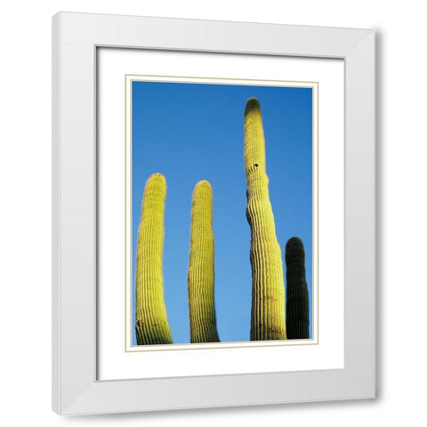 Desert cactus-Carefree-Arizona White Modern Wood Framed Art Print with Double Matting by McRoberts, Julien