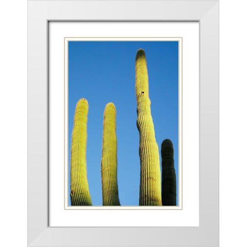 Desert cactus-Carefree-Arizona White Modern Wood Framed Art Print with Double Matting by McRoberts, Julien