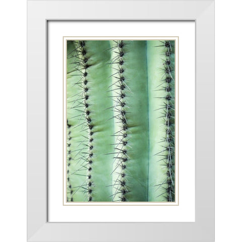 Desert cactus-Carefree-Arizona White Modern Wood Framed Art Print with Double Matting by McRoberts, Julien