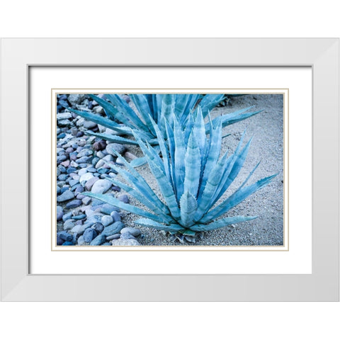 Desert cactus-Carefree-Arizona White Modern Wood Framed Art Print with Double Matting by McRoberts, Julien