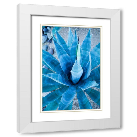 Desert cactus-Carefree-Arizona White Modern Wood Framed Art Print with Double Matting by McRoberts, Julien