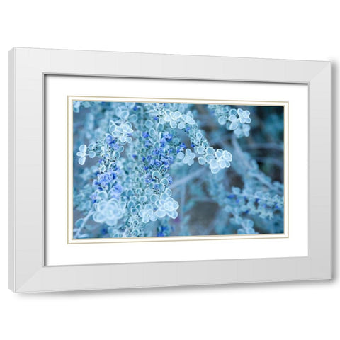 Desert cactus-Carefree-Arizona White Modern Wood Framed Art Print with Double Matting by McRoberts, Julien