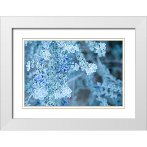 Desert cactus-Carefree-Arizona White Modern Wood Framed Art Print with Double Matting by McRoberts, Julien