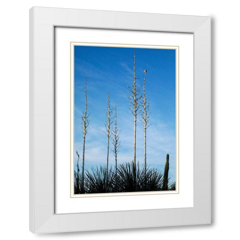 Desert cactus-Carefree-Arizona White Modern Wood Framed Art Print with Double Matting by McRoberts, Julien