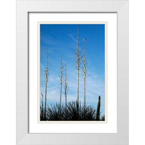 Desert cactus-Carefree-Arizona White Modern Wood Framed Art Print with Double Matting by McRoberts, Julien