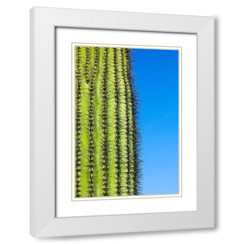 Desert cactus-Carefree-Arizona White Modern Wood Framed Art Print with Double Matting by McRoberts, Julien