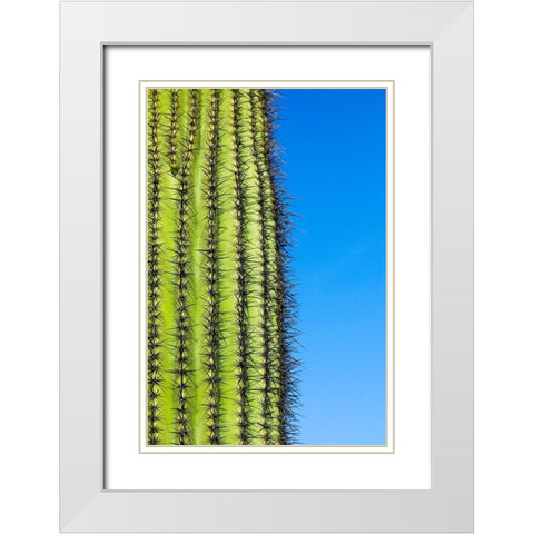 Desert cactus-Carefree-Arizona White Modern Wood Framed Art Print with Double Matting by McRoberts, Julien