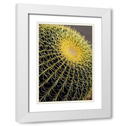 Desert cactus-Carefree-Arizona White Modern Wood Framed Art Print with Double Matting by McRoberts, Julien
