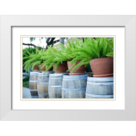 Tucson-Arizona Ferns in pots on barrels White Modern Wood Framed Art Print with Double Matting by McRoberts, Julien