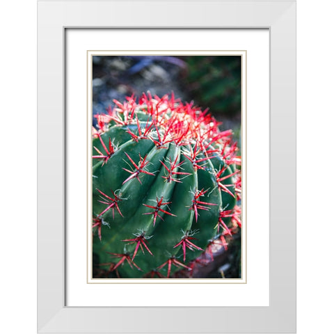 Apache Junction- Arizona- USA- Flowering cactus White Modern Wood Framed Art Print with Double Matting by Sienda, Jolly