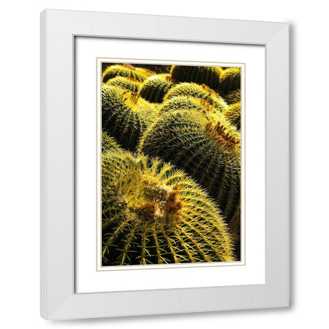 Apache Junction- Arizona- USA. Cactus White Modern Wood Framed Art Print with Double Matting by Sienda, Jolly