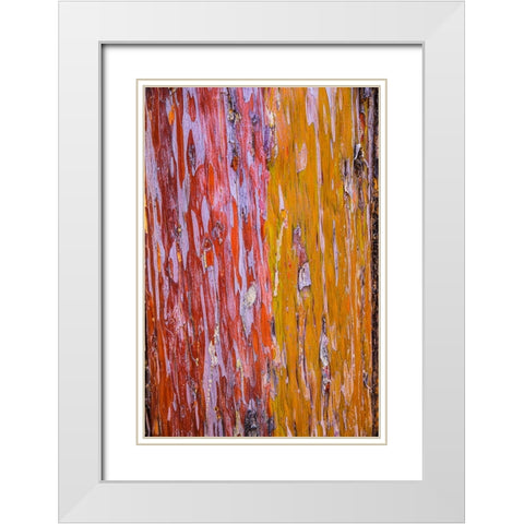 Sedona- Arizona. Cottonwood tree White Modern Wood Framed Art Print with Double Matting by Sienda, Jolly