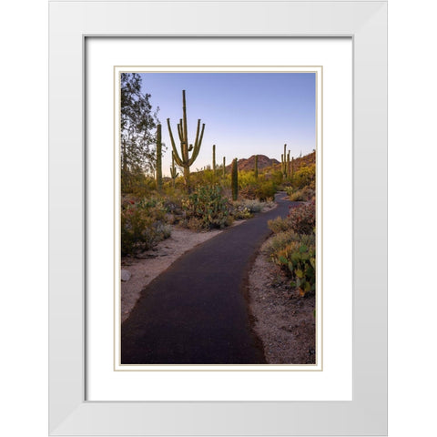 Arizona-Tucson-Saguaro National Park White Modern Wood Framed Art Print with Double Matting by Hawkins, Peter