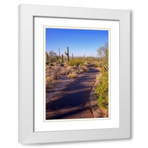 Arizona-Tucson-Saguaro National Park White Modern Wood Framed Art Print with Double Matting by Hawkins, Peter