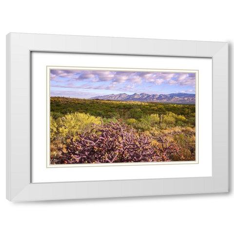 Arizona-Tucson-Saguaro National Park White Modern Wood Framed Art Print with Double Matting by Hawkins, Peter
