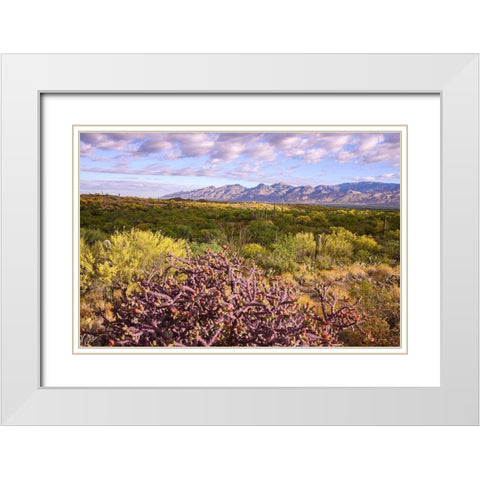 Arizona-Tucson-Saguaro National Park White Modern Wood Framed Art Print with Double Matting by Hawkins, Peter