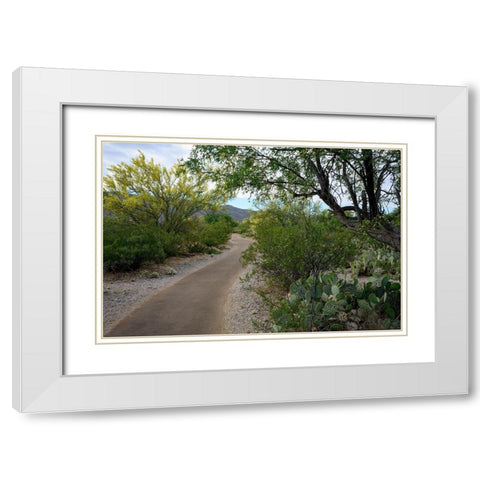 Arizona-Tucson-Saguaro National Park White Modern Wood Framed Art Print with Double Matting by Hawkins, Peter