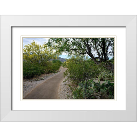 Arizona-Tucson-Saguaro National Park White Modern Wood Framed Art Print with Double Matting by Hawkins, Peter